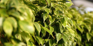 Ficus Beniamina 801 0 Ficus Beniamina_ok